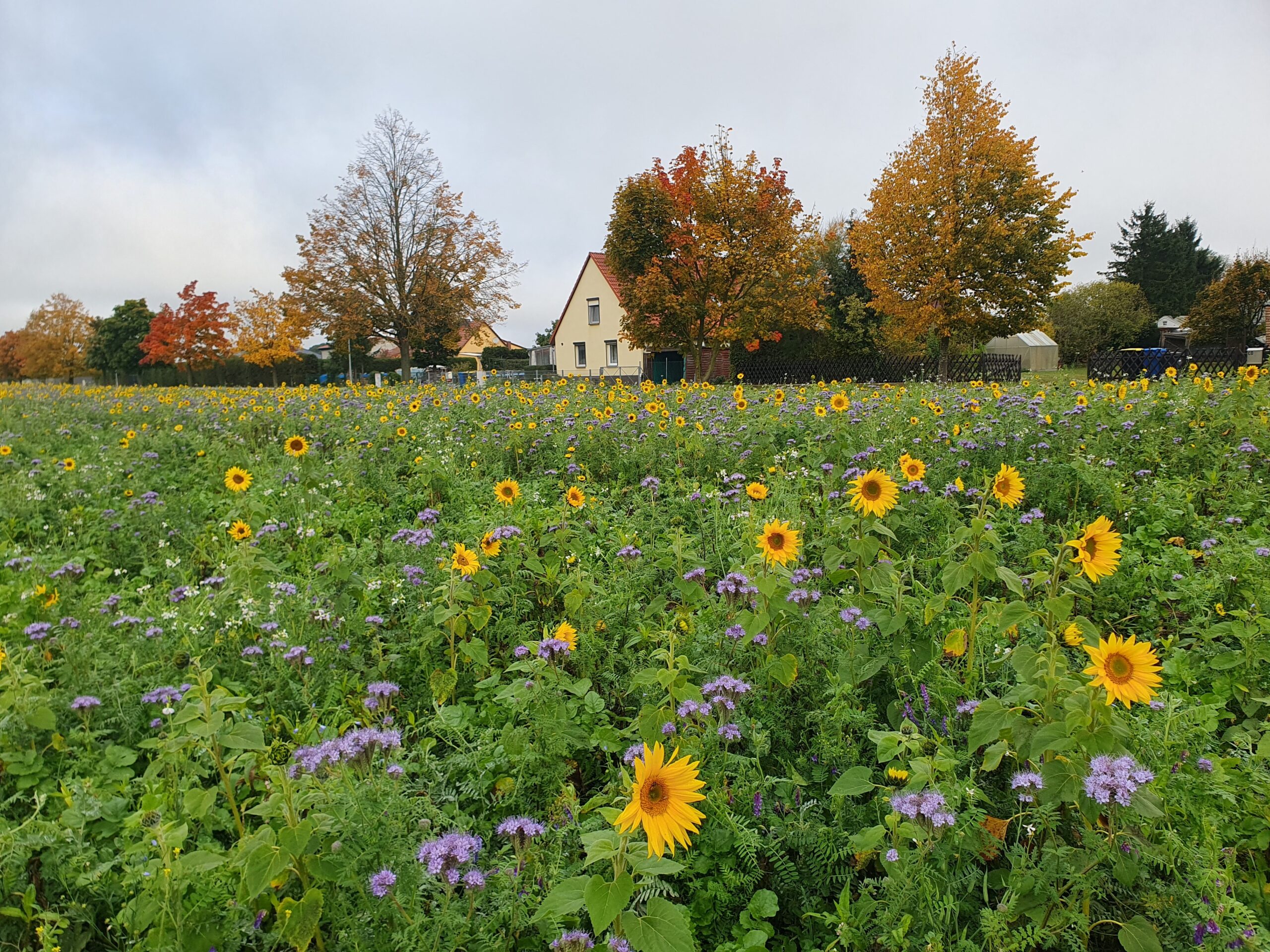 © Petra Krischok – Lindower Weg, Vielitz